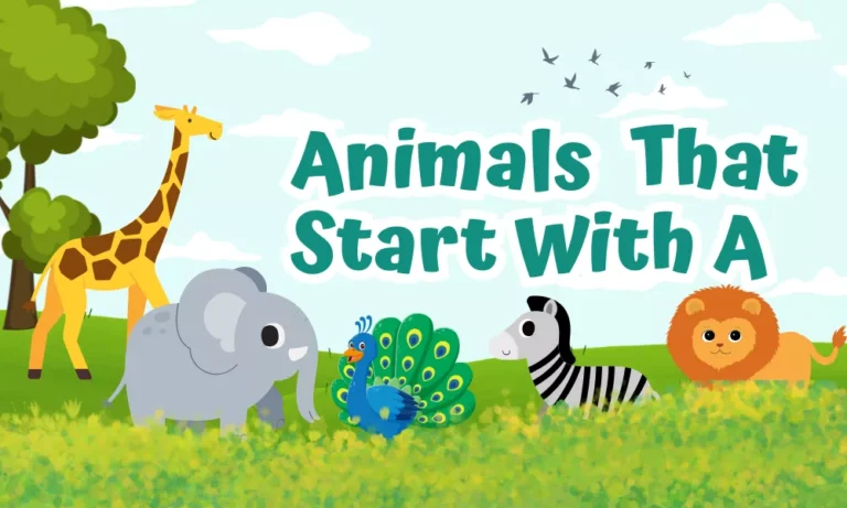 Animals That Start With A – Complete List With Habitats 1 Animals Starting With A