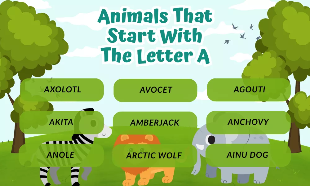 Animals With A Animals With A